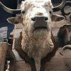 Imposing stuffed head of a charolais bull