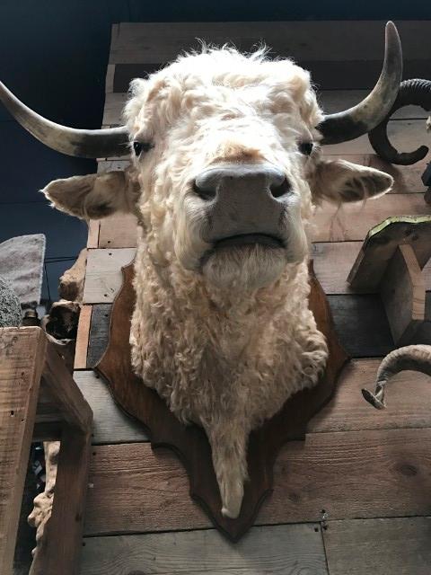 Imposing stuffed head of a charolais bull