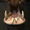 Imposante opgezette kop van een Nijlpaard