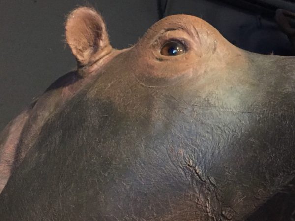 Imposing stuffed head of a hippopotamus.