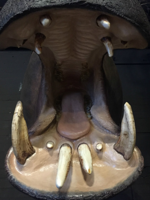 Imposing stuffed head of a hippopotamus.