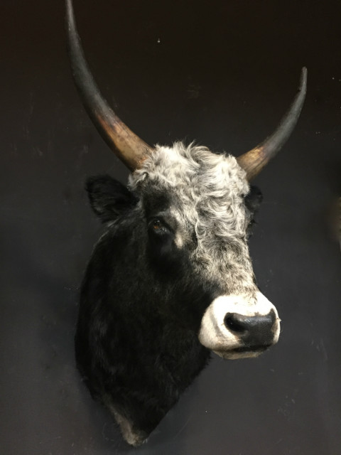 Imposing stuffed head of a Hungarian steppe bull