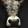 Imposing stuffed head of a Hungarian steppe bull