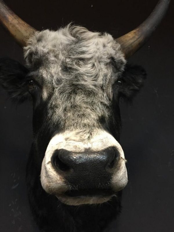 Imposing stuffed head of a Hungarian steppe bull