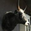 Imposing stuffed head of a Hungarian steppe bull