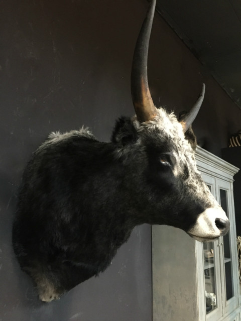 Imposing stuffed head of a Hungarian steppe bull