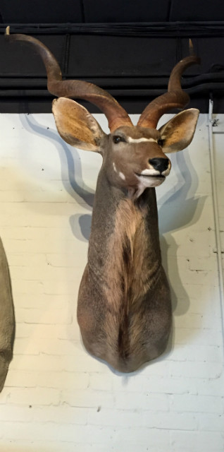 Imposante ausgestopfter Kopf eines Kudu