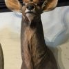 Imposante ausgestopfter Kopf eines Kudu