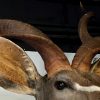 Imposante opgezette kop van een kudu