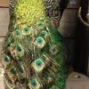 Imposing stuffed peacock