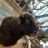 Imposing taxidermy head of a Scottish highland bull