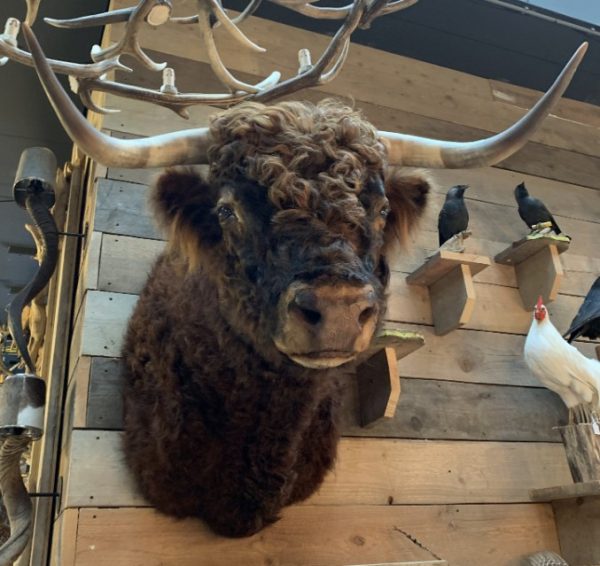 Imposing taxidermy head of a Scottish highland bull