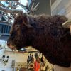 Imposing taxidermy head of a Scottish highland bull