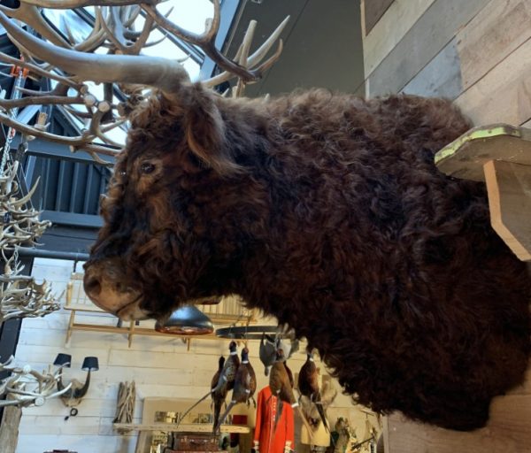 Imposing taxidermy head of a Scottish highland bull