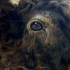 Imposing taxidermy head of a Scottish highland bull