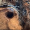 Imposing taxidermy head of a Scottish highland bull