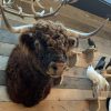 Imposing taxidermy head of a Scottish highland bull