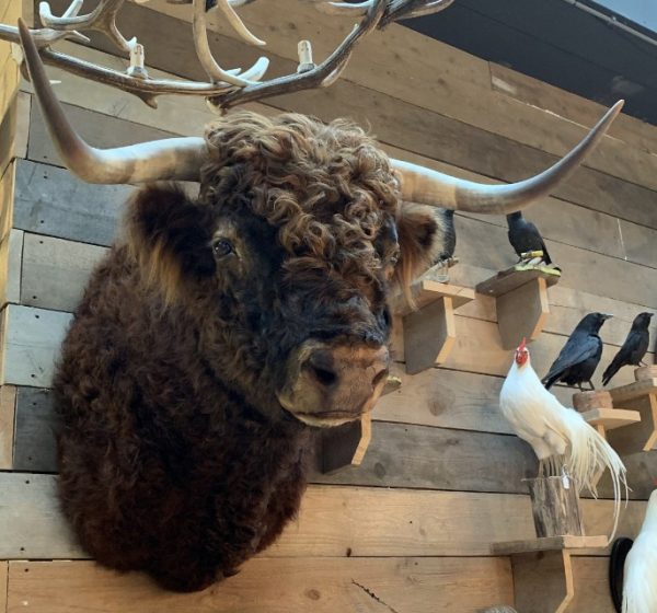 Imposing taxidermy head of a Scottish highland bull