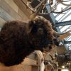 Imposing taxidermy head of a Scottish highland bull