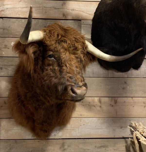 Imposante opgezette kop van een Schotse hooglander stier