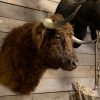 Imposing taxidermy head of a Scottish highland bull