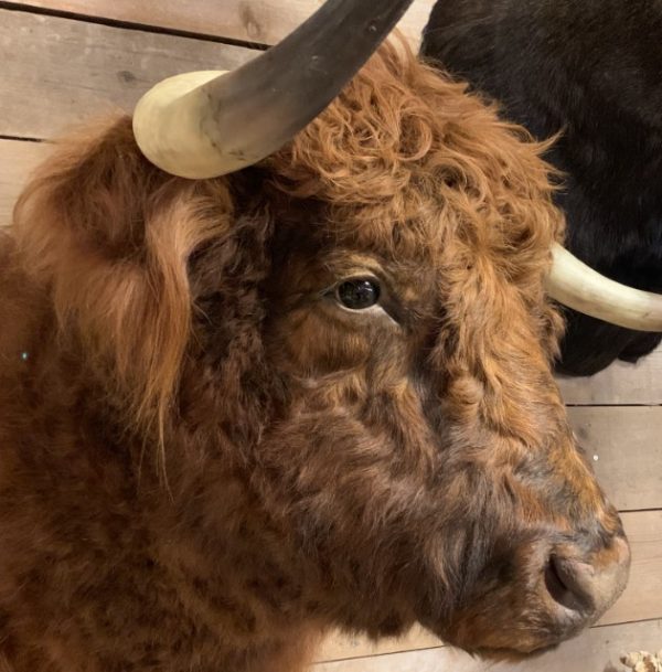 Imposing taxidermy head of a Scottish highland bull