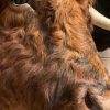 Imposante opgezette kop van een Schotse hooglander stier