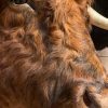 Imposing taxidermy head of a Scottish highland bull