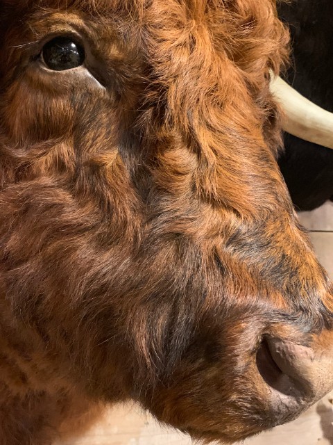 Imposante opgezette kop van een Schotse hooglander stier