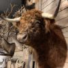 Imposing taxidermy head of a Scottish highland bull