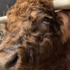 Imposing taxidermy head of a Scottish highland bull