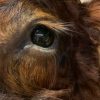 Imposing taxidermy head of a Scottish highland bull