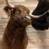 Imposing taxidermy head of a Scottish highland bull