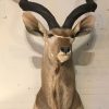 Hunting trophy of a mule deer