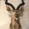 Impressive Kudu head