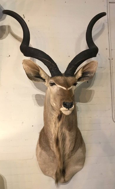 Impressive Kudu head