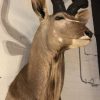 Impressive Kudu head