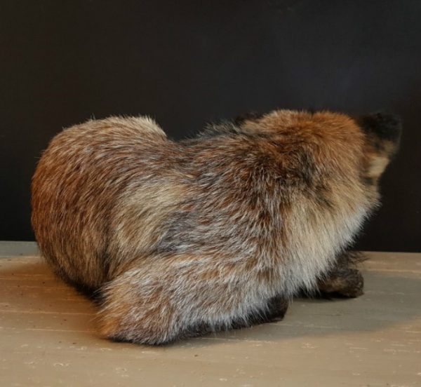 Sehr präparierte Fuchs