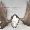 Impressive pair of abnorm antlers of a Canadian moose