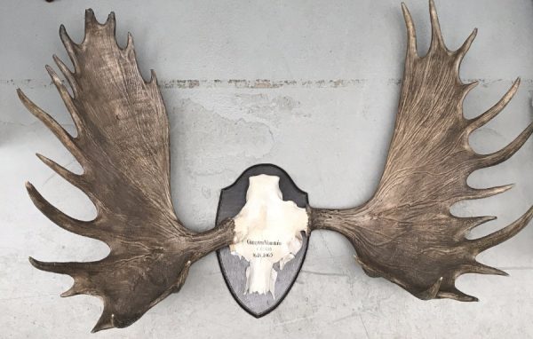 Impressive pair of abnorm antlers of a Canadian moose