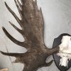 Impressive pair of abnorm antlers of a Canadian moose