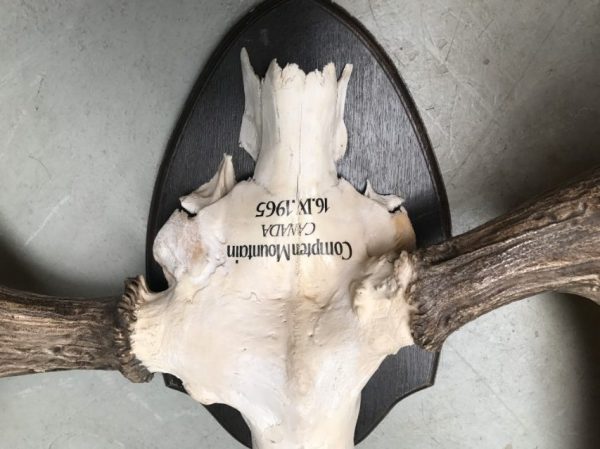 Impressive pair of abnorm antlers of a Canadian moose