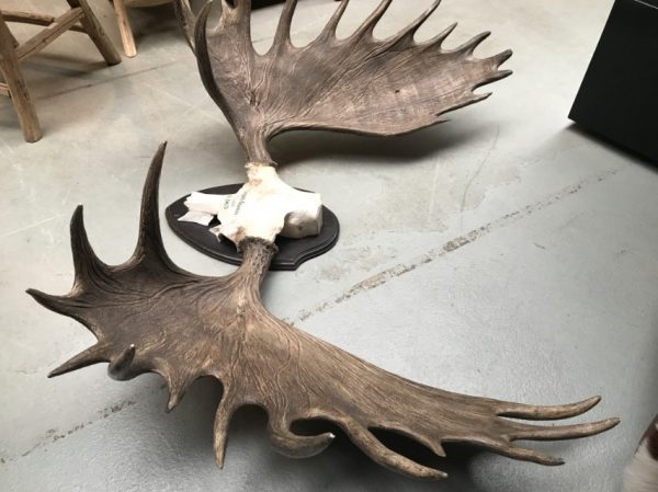 Impressive pair of abnorm antlers of a Canadian moose