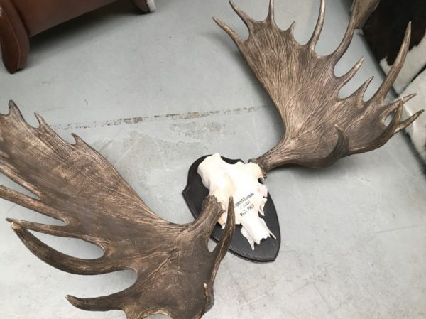 Impressive pair of abnorm antlers of a Canadian moose