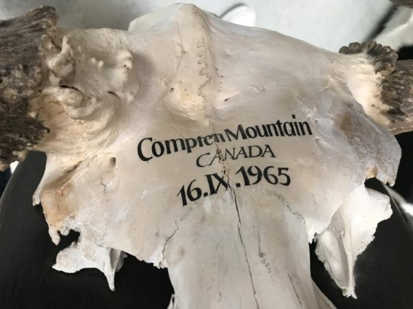 Impressive pair of abnorm antlers of a Canadian moose