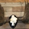 Impressive pair of abnorm antlers of a Canadian moose