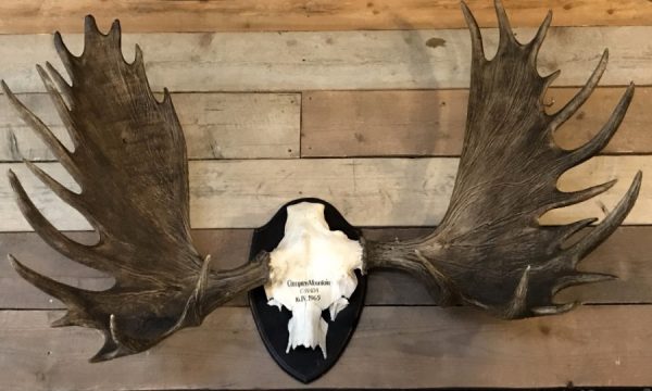 Impressive pair of abnorm antlers of a Canadian moose