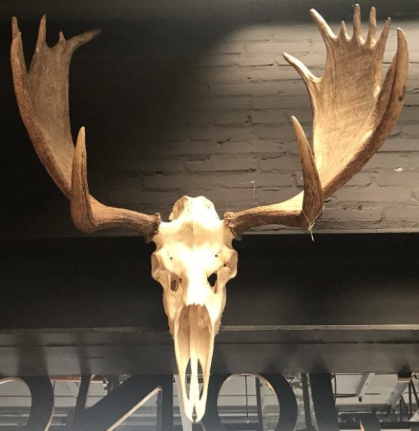 Impressive pair of antlers of a Canadian moose