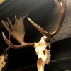 Impressive pair of antlers of a Canadian moose