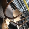 Impressive pair of antlers of a Canadian moose